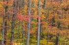 USA, Tennessee, Fall Creek Falls State Park. Forest with autumn foliage. Art Print